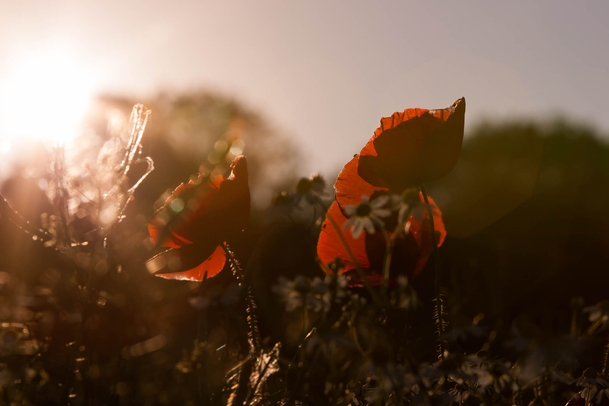Poppy flowers in a grainfield